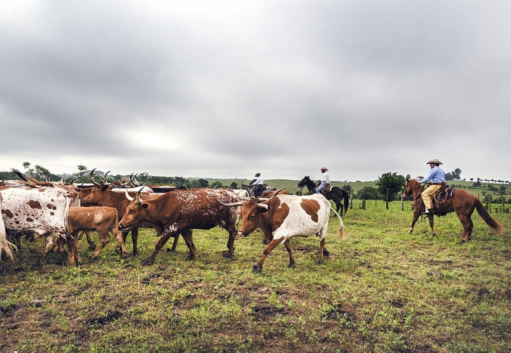 Activité de rassemblement du bétail - La ferme du joual Vair.