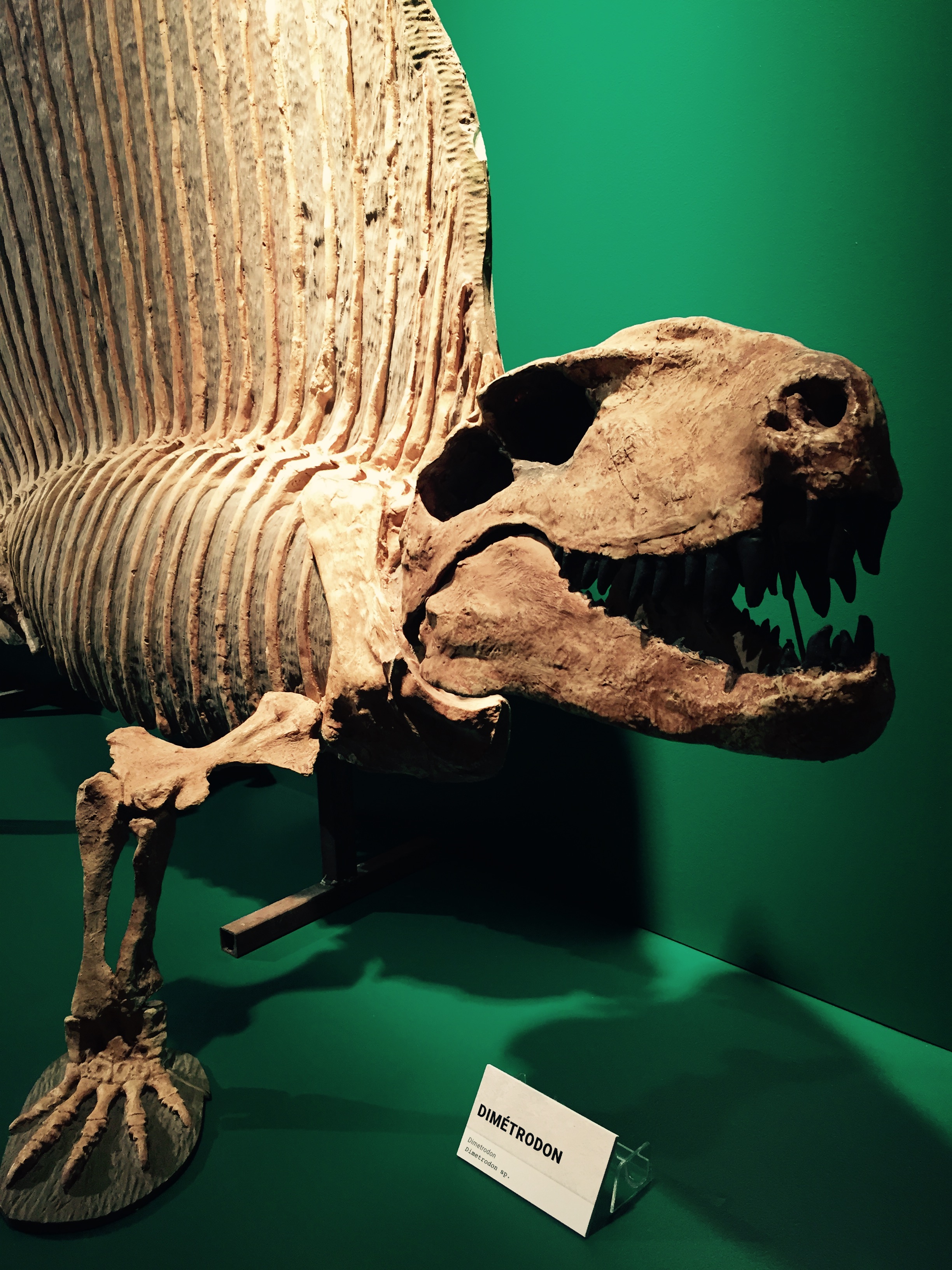 L’une des pièces maîtresses de l’exposition rendue possible grâce au Parc national de Migusha et du Musée de la Paléontologie et de l’Évolution (MPE).