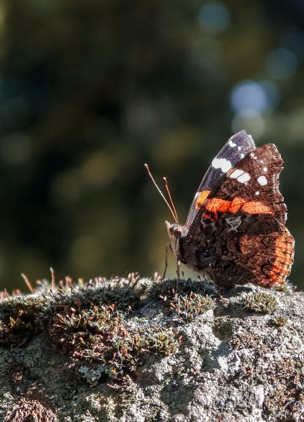 Papillons et insectes : entomologie en herbe