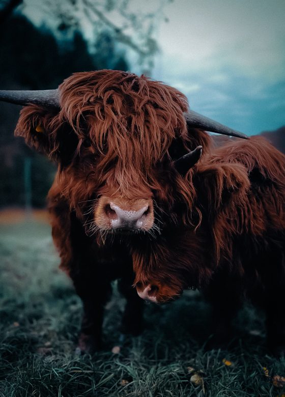 jan-kohl-SMsr6NoKSvs-unsplash
