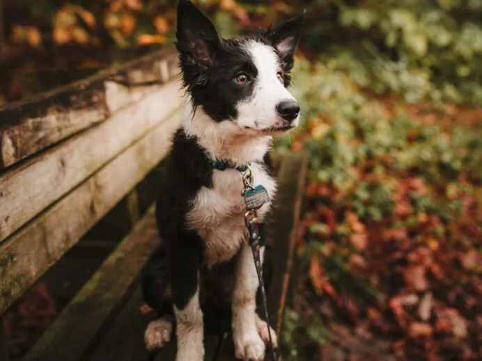sentier_chien