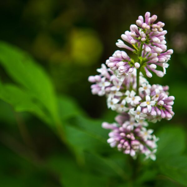 Jardin des Lilas