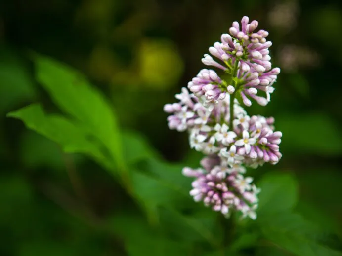 jardin-des-lilas-6033-2-scaled