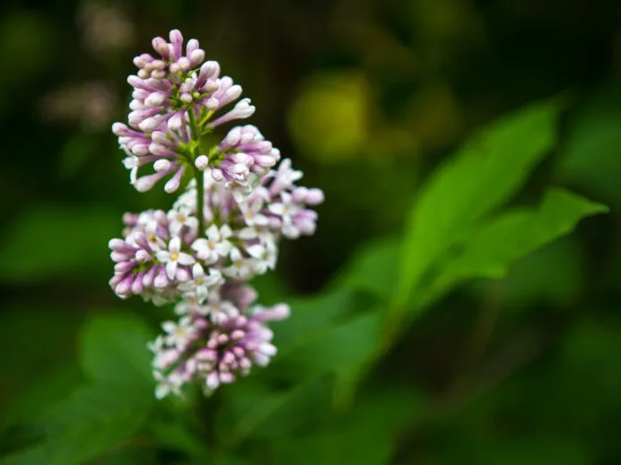 jardin-des-lilas-6033-scaled