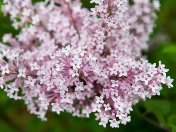jardin-des-lilas-6039-scaled