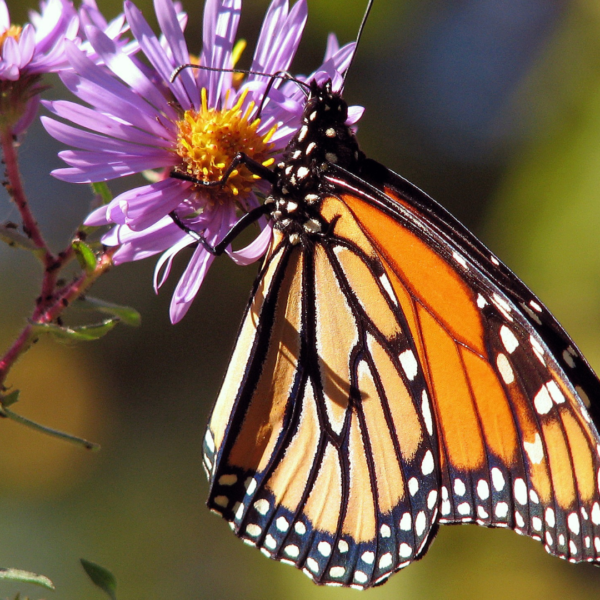 Les arthropodes: insectes et bestioles