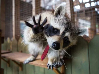 Animaux à visiter à Bécancour : Des rencontres surprenantes!