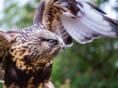 Observer les fleurs, les oiseaux et les plus beaux paysages de Bécancour