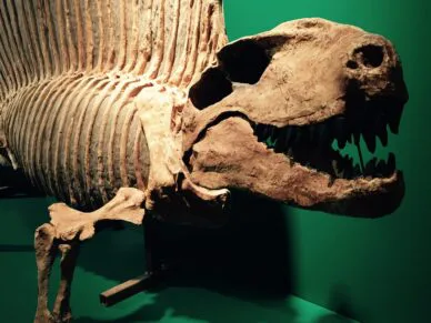 Des dinosaures à Bécancour?