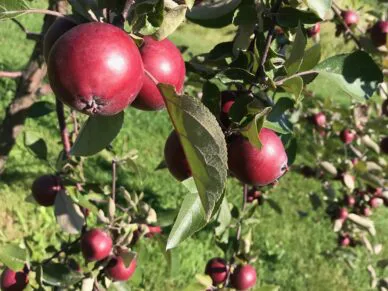 Cueillette de pommes à Bécancour: les meilleurs endroits!