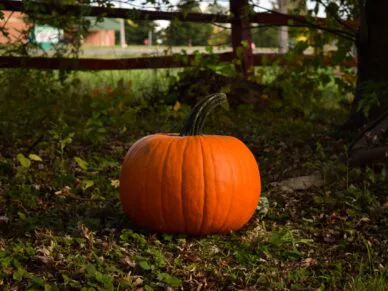 Halloween 2023 à Bécancour : les activités à ne pas manquer