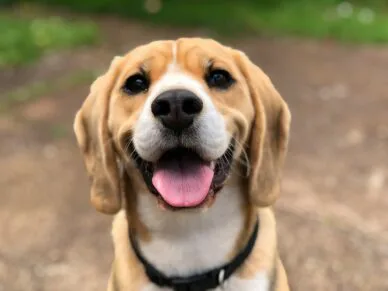 Une virée à Bécancour avec votre chien, c’est possible!
