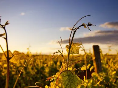 2 vignobles à découvrir pour les vendanges + quelques idées d’activités en bonus