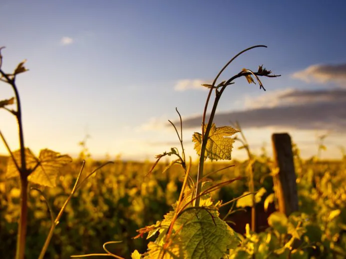 2 vignobles à découvrir pour les vendanges + quelques idées d’activités en bonus