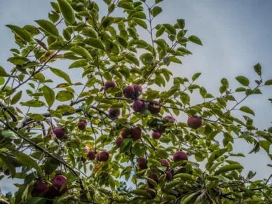 Les activités à faire au moins une fois à l’automne!