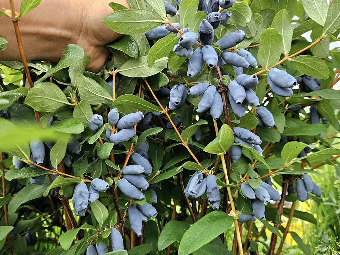 357433302_256520840417206_6065076102293808304_n