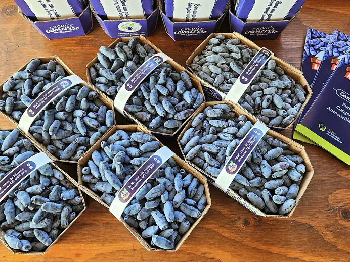 357441564_258670533535570_7056155005686749636_n